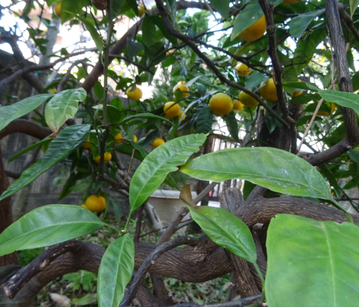 f:id:opop7976:20211202101103p:plain