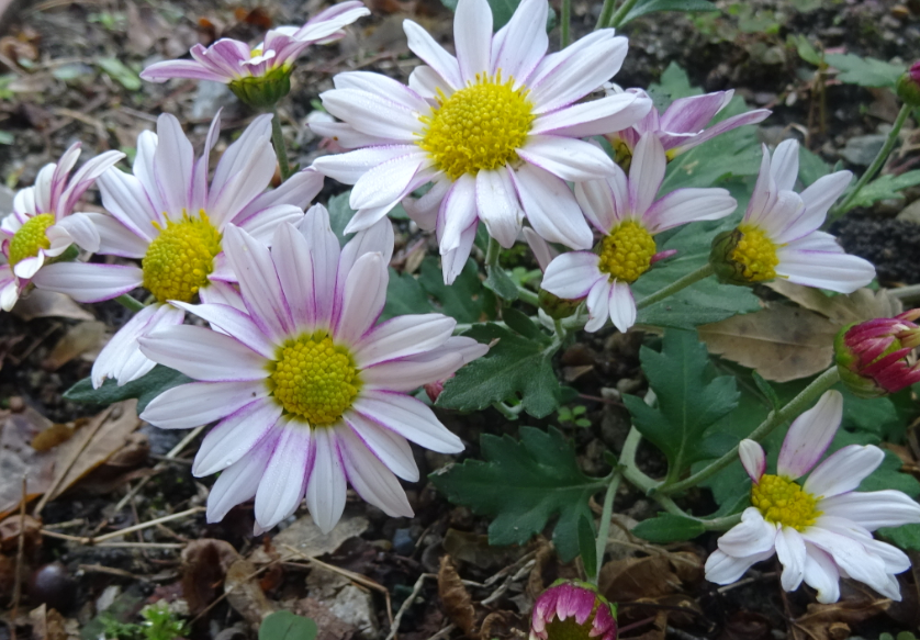 f:id:opop7976:20211202101201p:plain