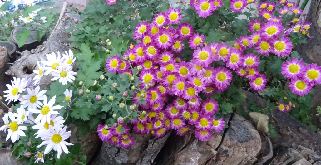 f:id:opop7976:20211202101254p:plain