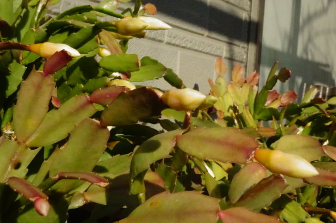 f:id:opop7976:20220118234011p:plain