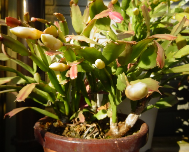 f:id:opop7976:20220118234050p:plain