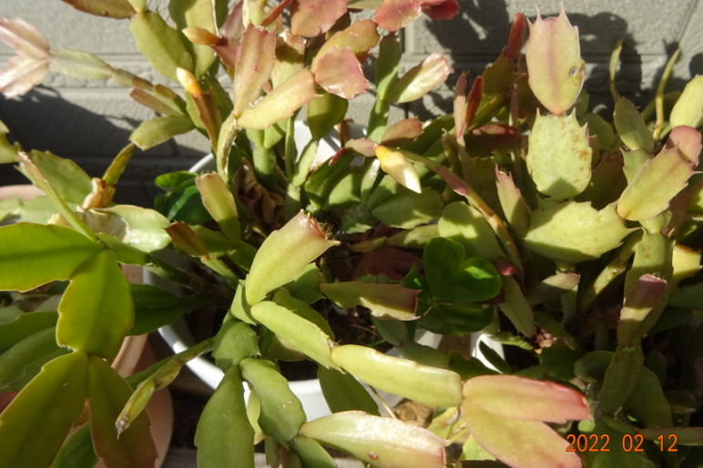 f:id:opop7976:20220212214612p:plain