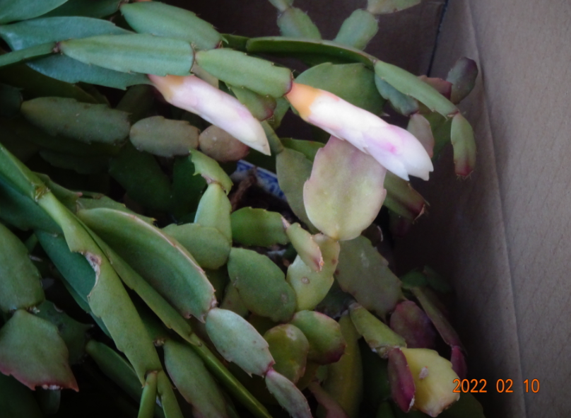 f:id:opop7976:20220212214631p:plain