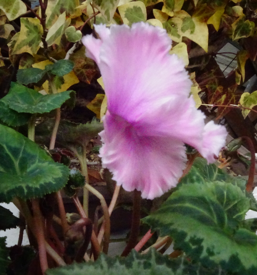 f:id:opop7976:20220310235143p:plain