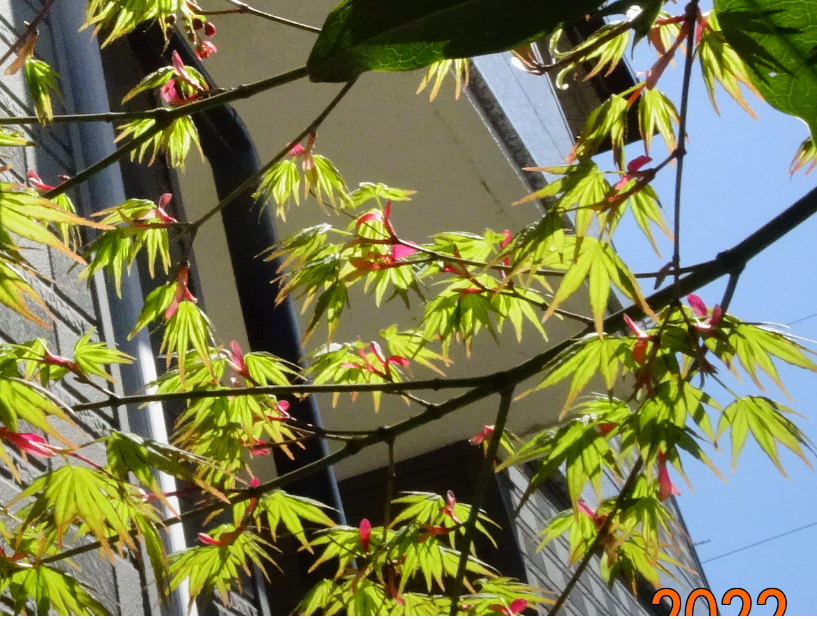 f:id:opop7976:20220330235301p:plain