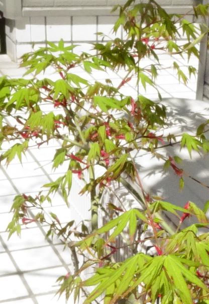 f:id:opop7976:20220330235321p:plain