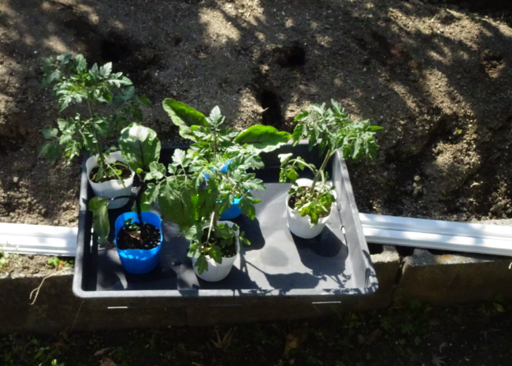 f:id:opop7976:20220411000129p:plain