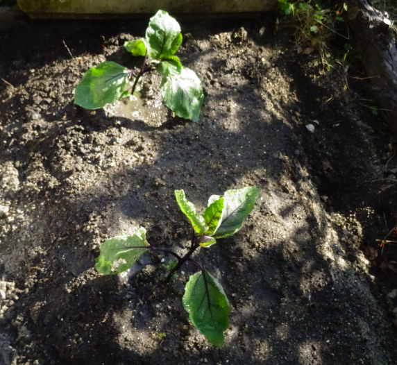 f:id:opop7976:20220411001151p:plain