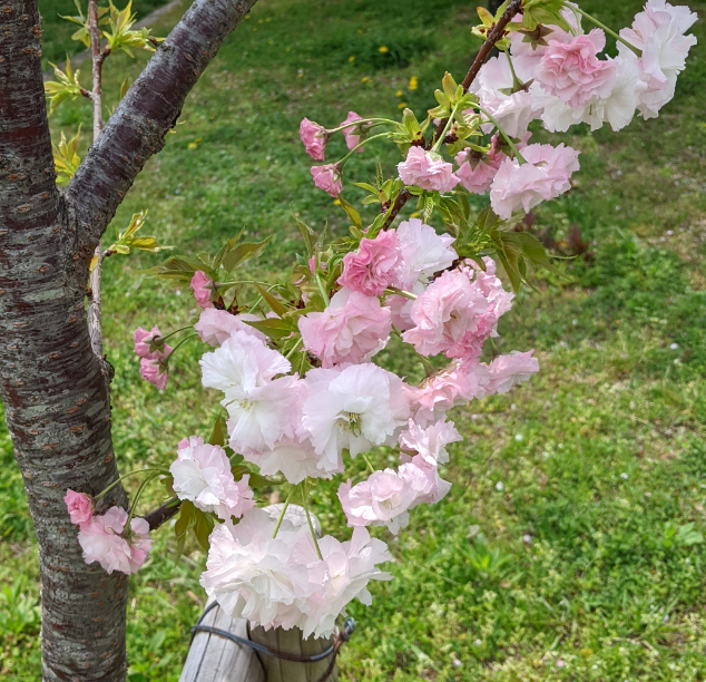 f:id:opop7976:20220414004015p:plain