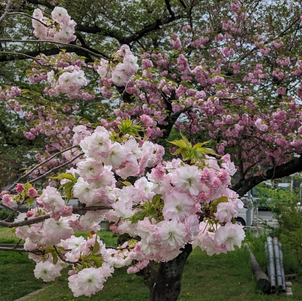 f:id:opop7976:20220414004025p:plain