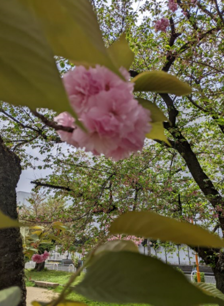 f:id:opop7976:20220414004041p:plain