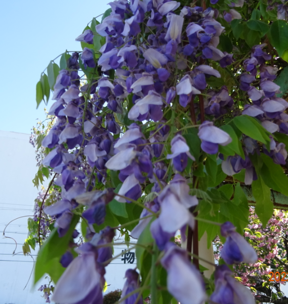 f:id:opop7976:20220417003729p:plain
