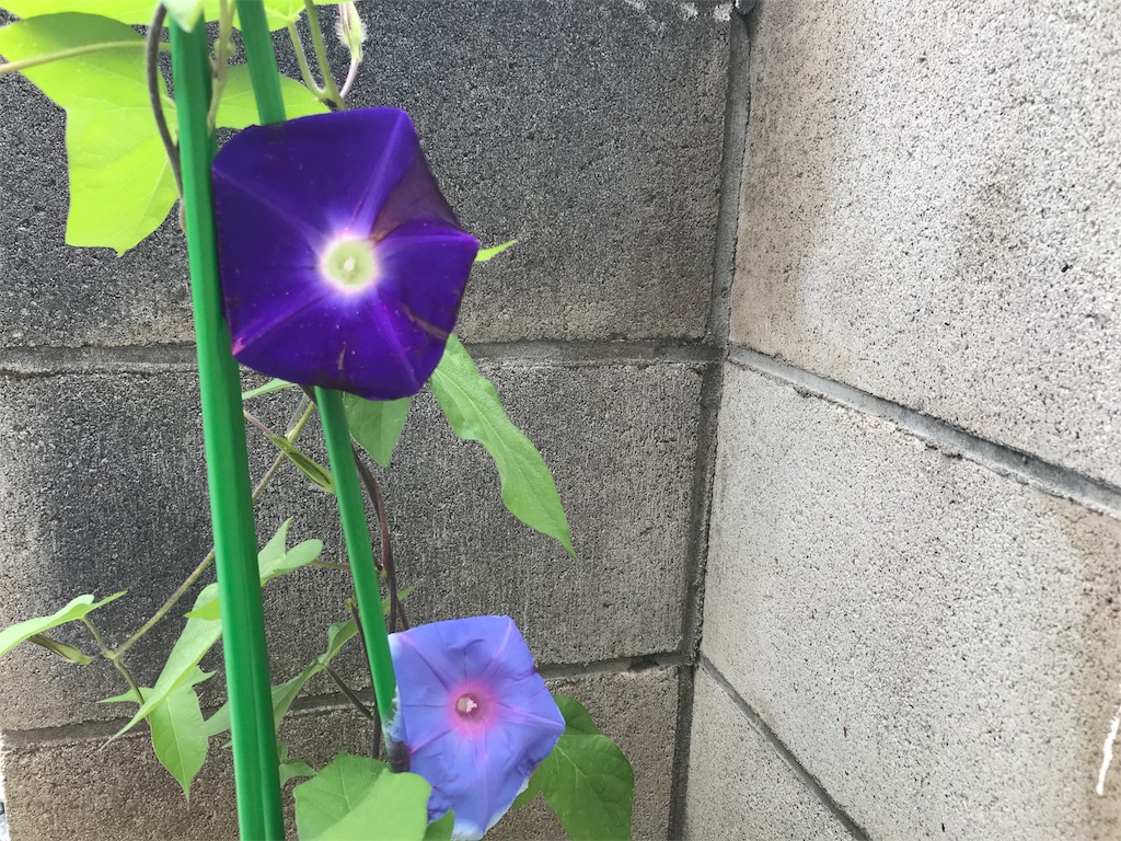 f:id:option-trade:20190707112326j:image