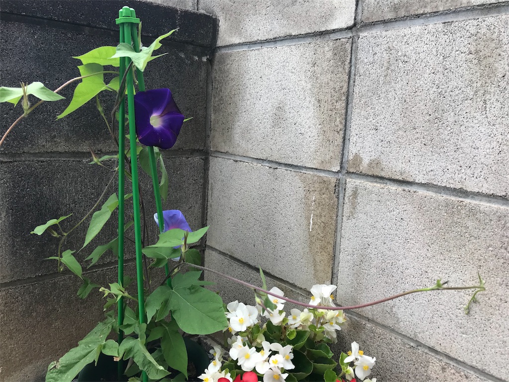 f:id:option-trade:20190707112355j:image