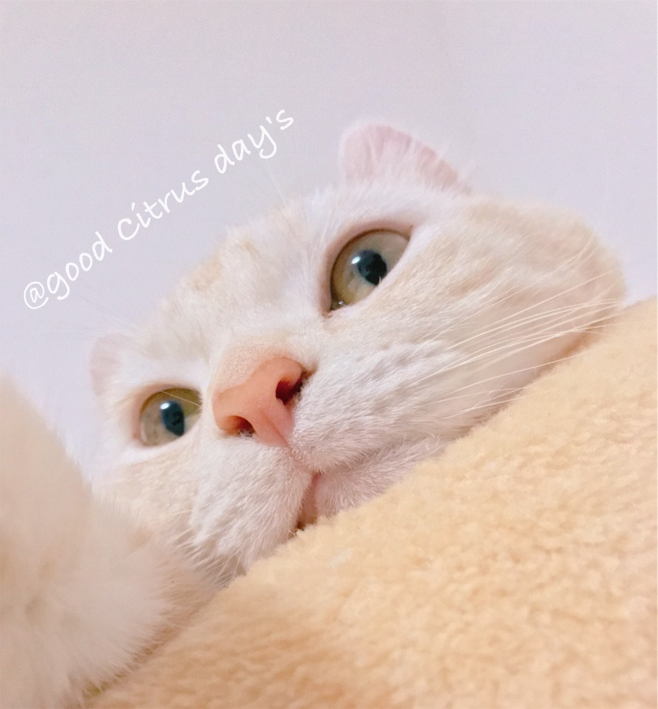 f:id:orange_days31:20171201203533j:image f:id:orange_days31:20171201203533j:image