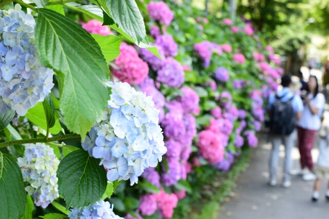 f:id:orange_mikan200:20160612124524j:image f:id:orange_mikan200:20160612124524j:image