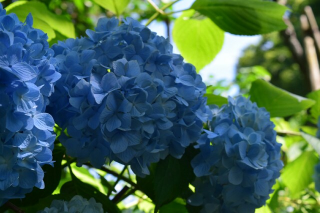 f:id:orange_mikan200:20160612124755j:image f:id:orange_mikan200:20160612124755j:image