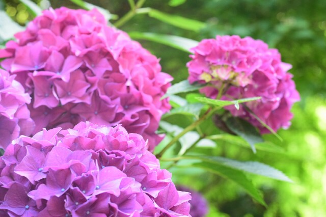 f:id:orange_mikan200:20160612124811j:image f:id:orange_mikan200:20160612124811j:image