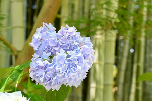 f:id:orange_mikan200:20160612124938j:image f:id:orange_mikan200:20160612124938j:image