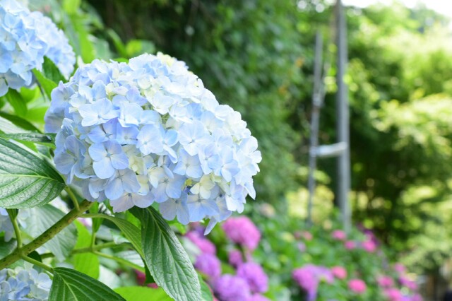 f:id:orange_mikan200:20160612125218j:image f:id:orange_mikan200:20160612125218j:image