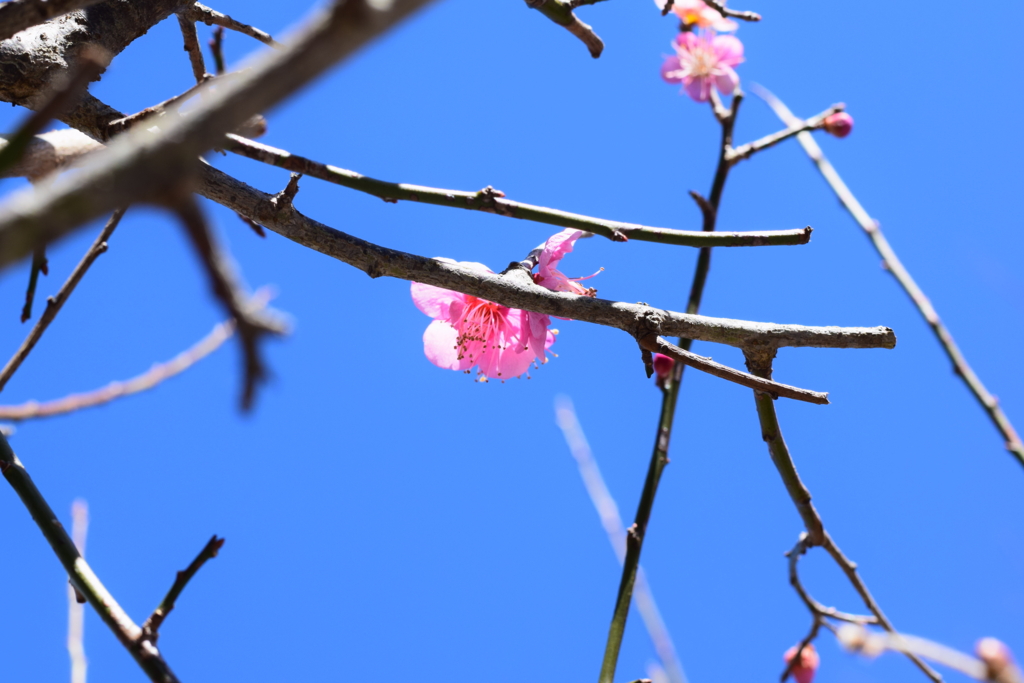 f:id:orange_mikan200:20170402192030j:plain f:id:orange_mikan200:20170402192030j:plain