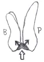 f:id:orangedental:20171013011755j:plain f:id:orangedental:20171013011755j:plain