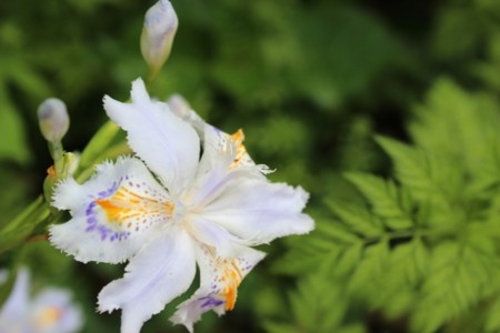 f:id:orangegiraffe:20110506233252j:image