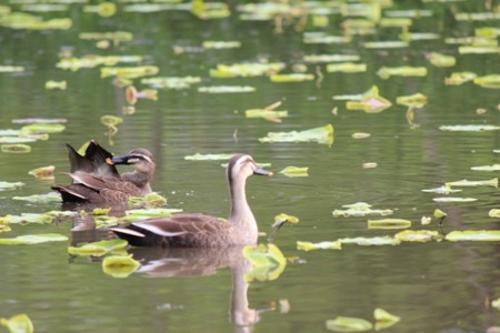 f:id:orangegiraffe:20110506233257j:image