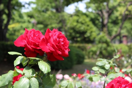 f:id:orangegiraffe:20110523014355j:image