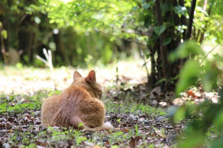 f:id:orangegiraffe:20110523014356j:image