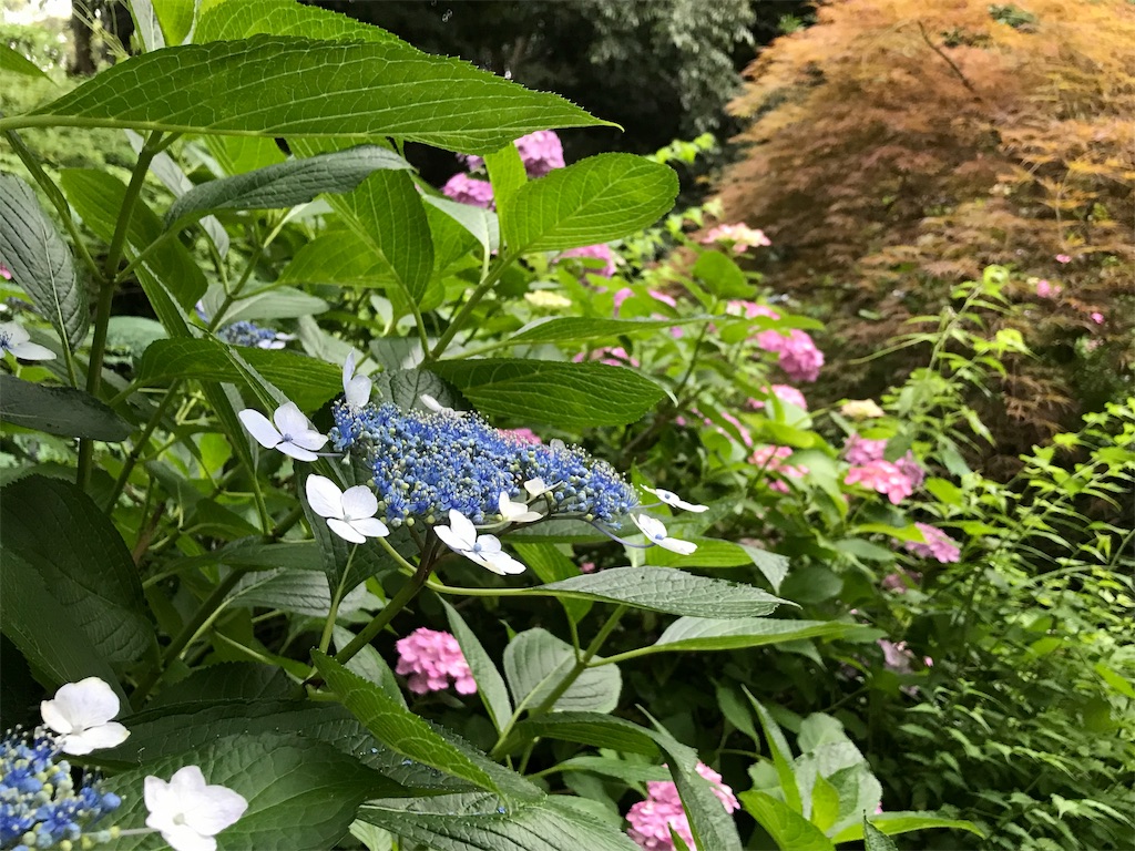 f:id:orangekiyomi:20190623184431j:image f:id:orangekiyomi:20190623184431j:image