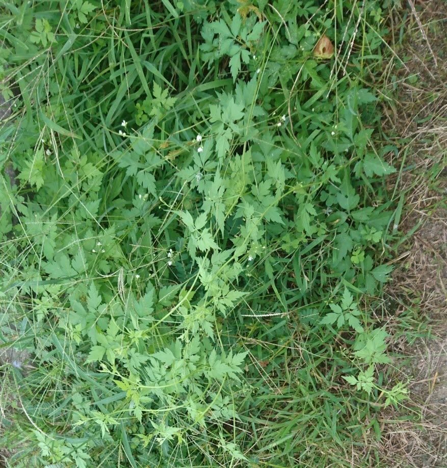 f:id:orangelamp8:20170911154243p:plain f:id:orangelamp8:20170911154243p:plain