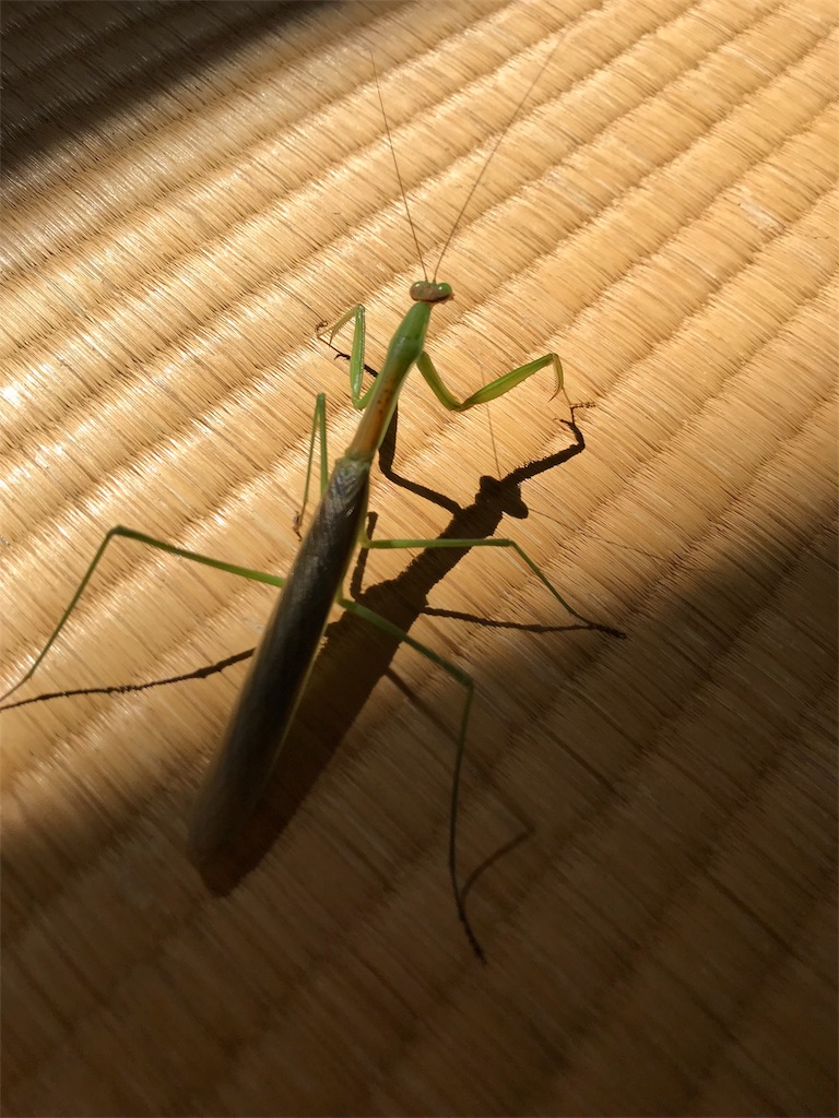 f:id:orangengine:20180914024832j:plain