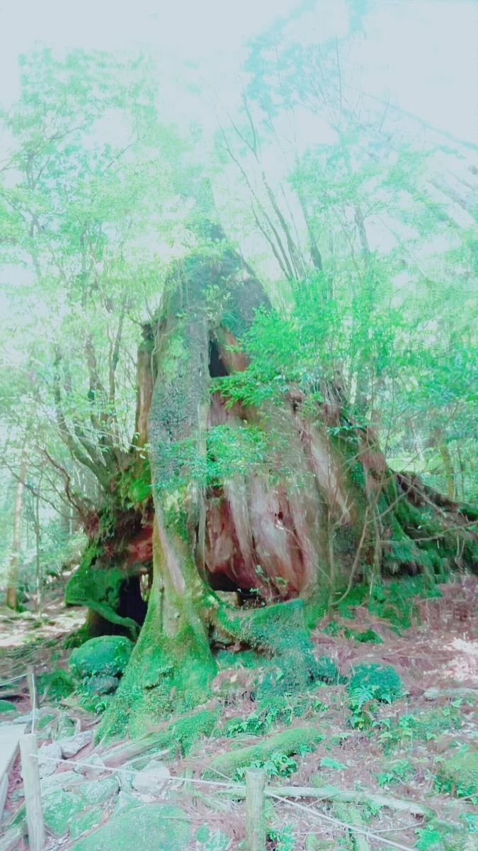 f:id:orangeny:20190614111241j:plain