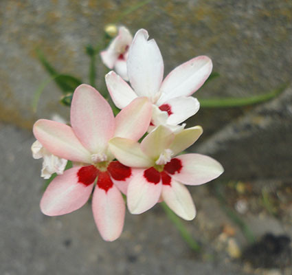 f:id:orangers:20190509111059j:plain f:id:orangers:20190509111059j:plain