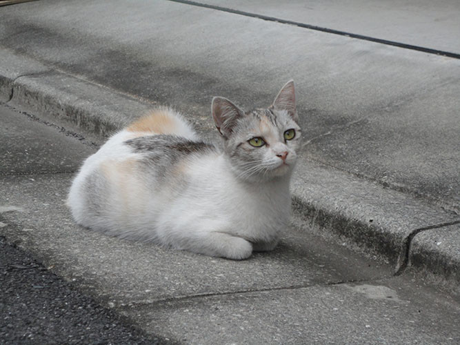 f:id:orangers:20190913162317j:plain f:id:orangers:20190913162317j:plain