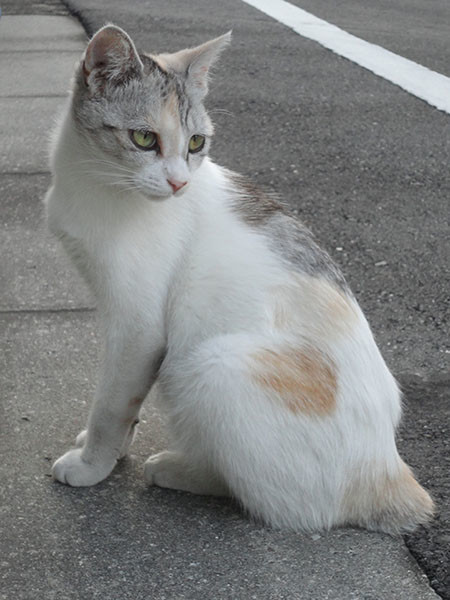 f:id:orangers:20190930161910j:plain f:id:orangers:20190930161910j:plain