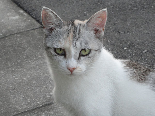 f:id:orangers:20190930161945j:plain f:id:orangers:20190930161945j:plain