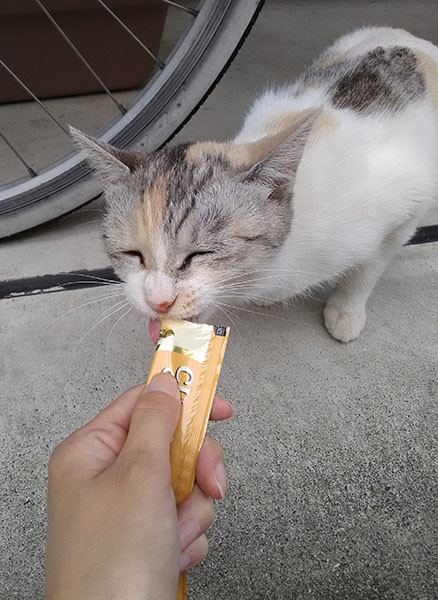 f:id:orangers:20191007113745j:plain f:id:orangers:20191007113745j:plain