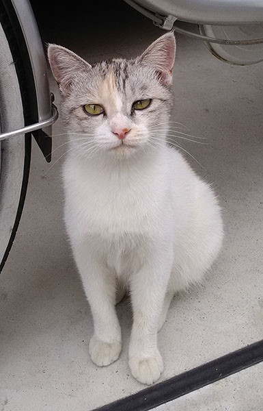 f:id:orangers:20191007114022j:plain f:id:orangers:20191007114022j:plain