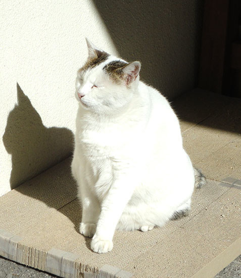 f:id:orangers:20191120092442j:plain