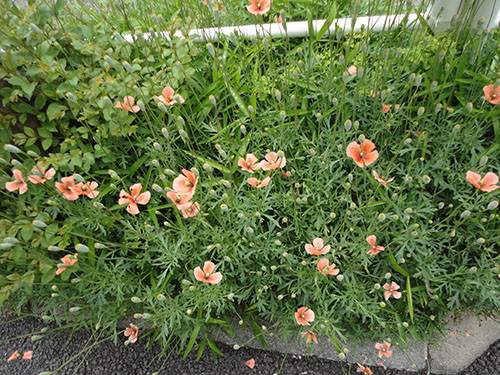 f:id:orangers:20200512085525j:plain