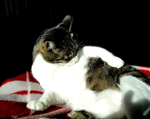 f:id:orangers:20201122083902j:plain