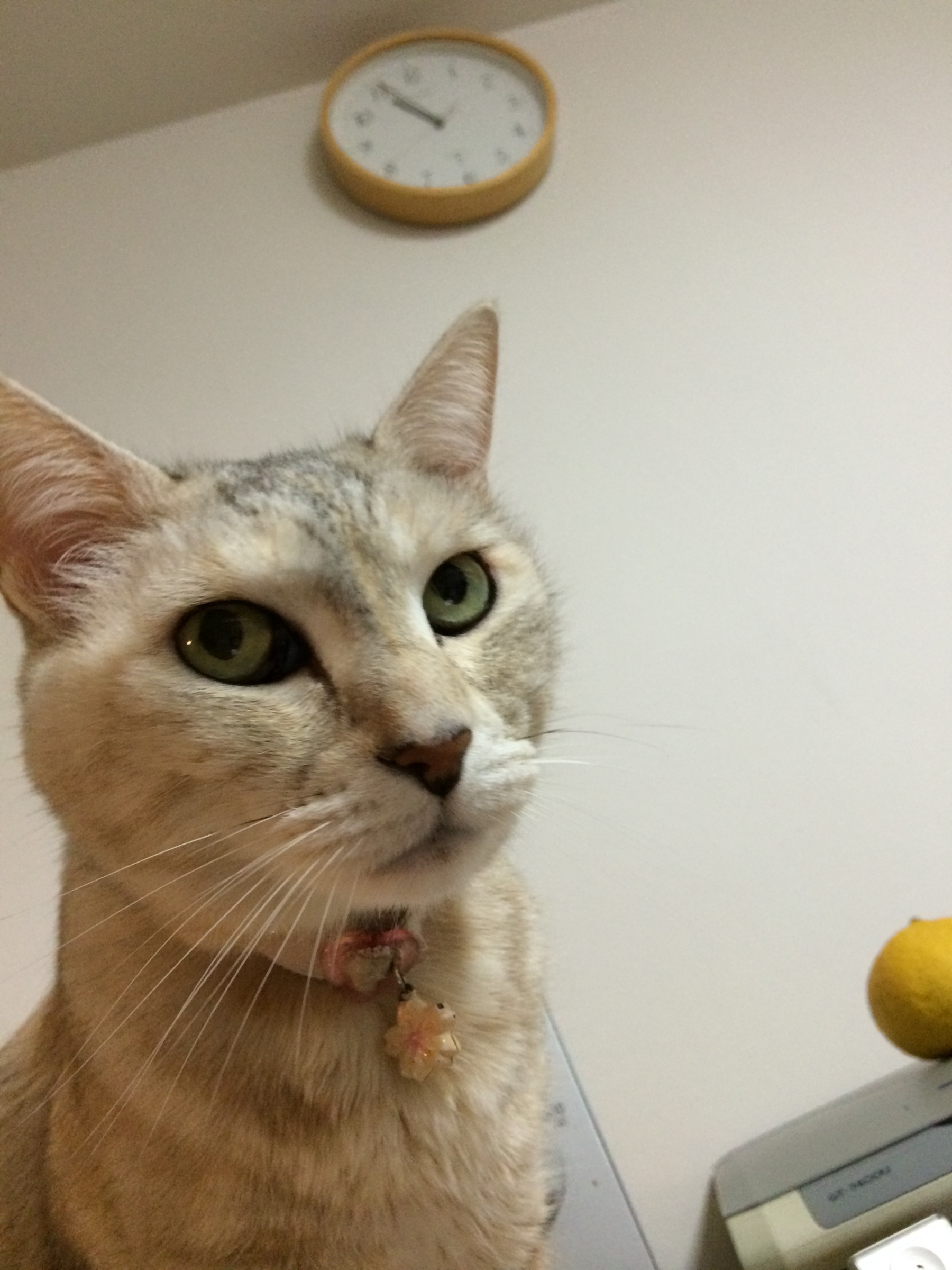 f:id:orangestar:20150211225330j:plain