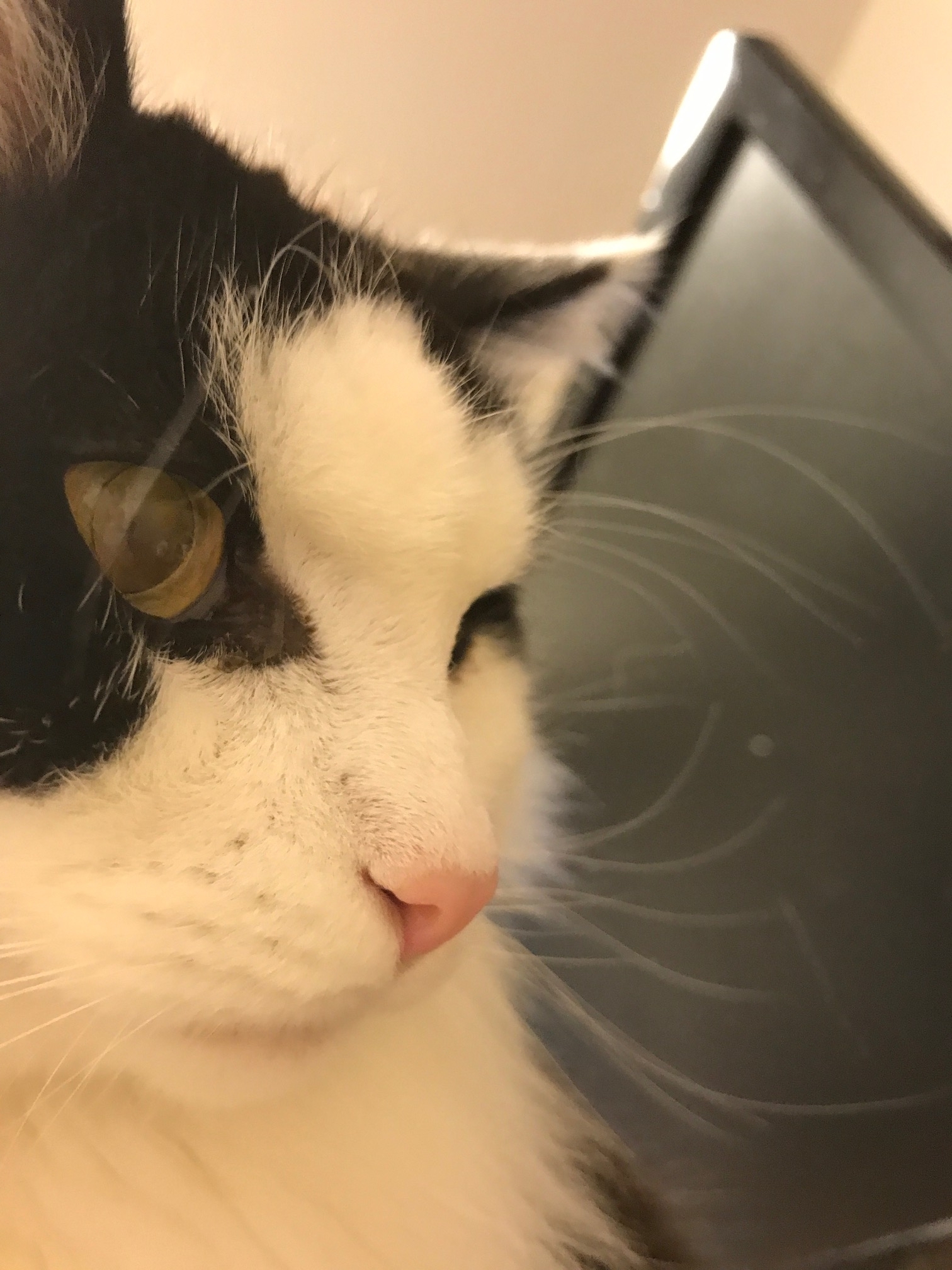 f:id:orangestar:20171119211928j:plain f:id:orangestar:20171119211928j:plain