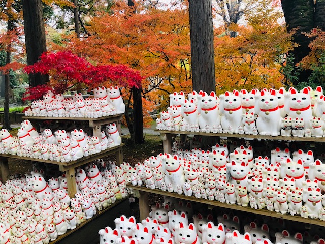 豪徳寺　紅葉　招き猫