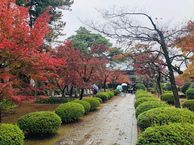 豪徳寺　紅葉