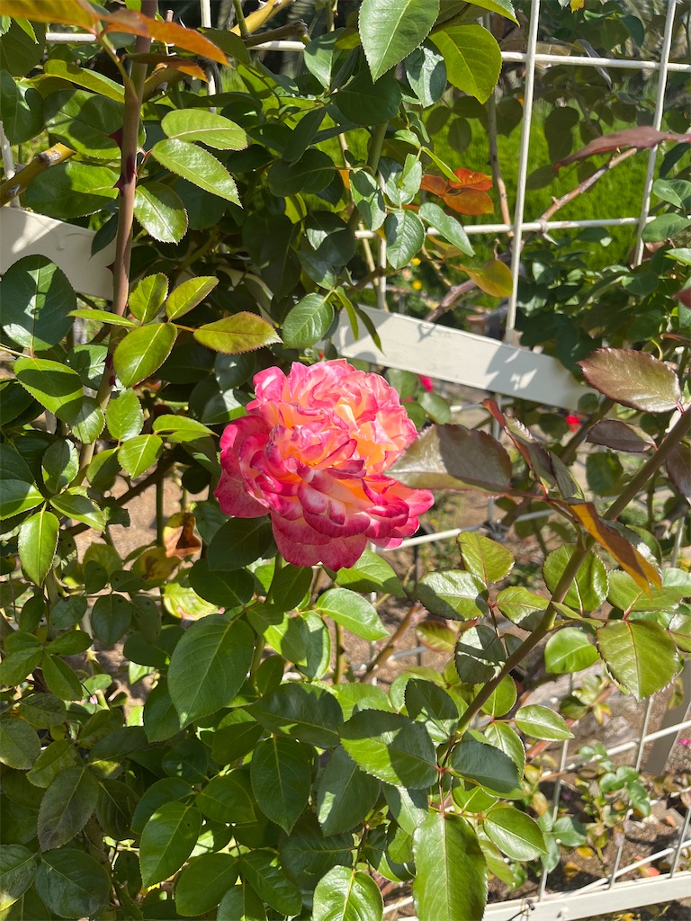 f:id:orangetulip31:20231019180047j:image f:id:orangetulip31:20231019180047j:image