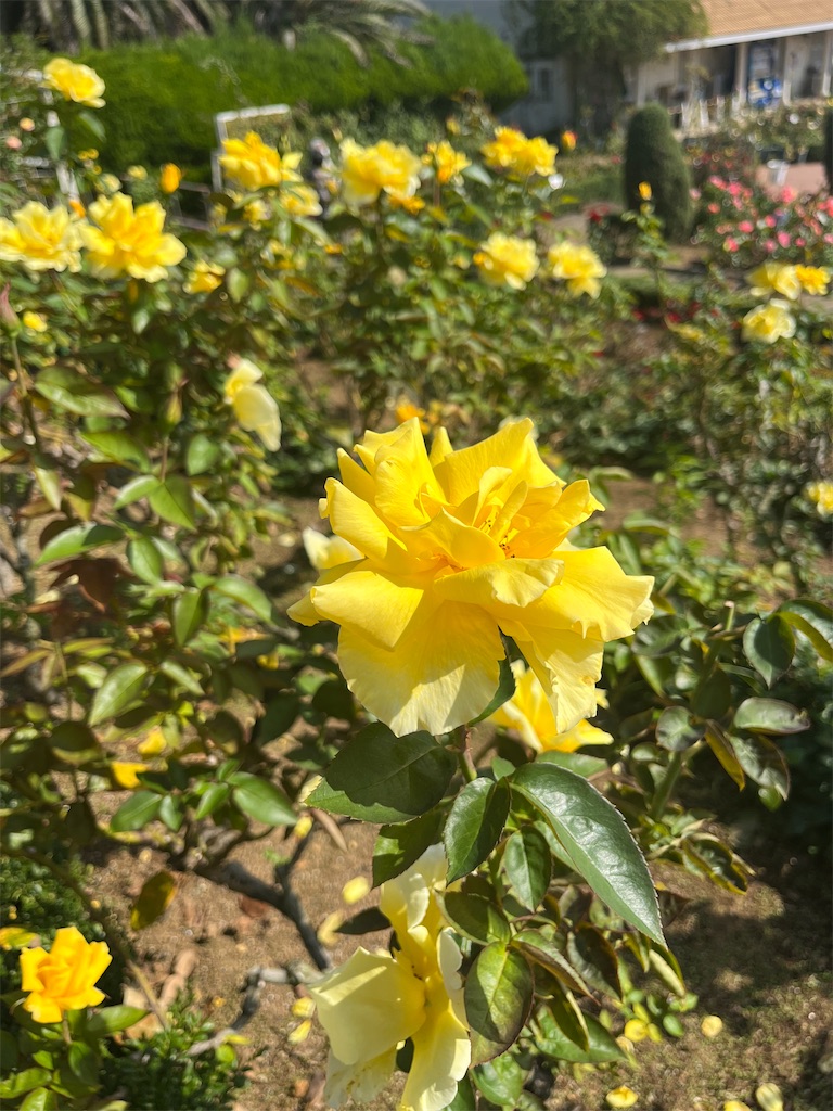 f:id:orangetulip31:20231019180114j:image f:id:orangetulip31:20231019180114j:image