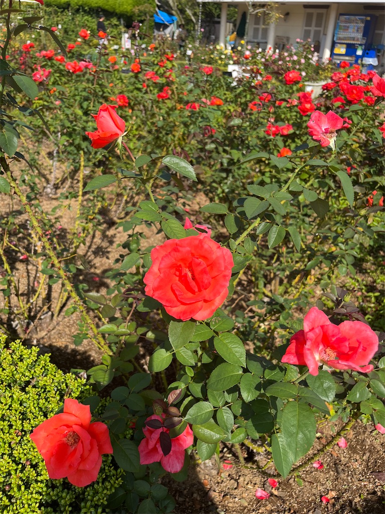 f:id:orangetulip31:20231019180117j:image f:id:orangetulip31:20231019180117j:image